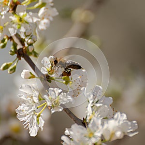 Field of plum trees blooming in spring. Close-up of a bee on the white flowers of a plum tree. Macro background of white flowers