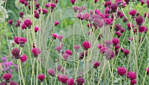 Field of Plume Thistle, Cirsium rivulare 'Atropurpureum', flowers