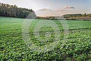 Field in Poland