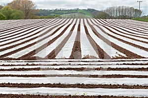 Field of Polytunnels