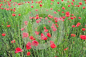 Field of poppies 1