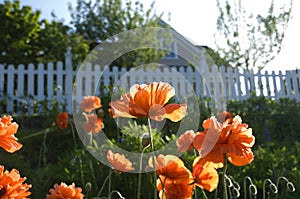 Field of Poppies