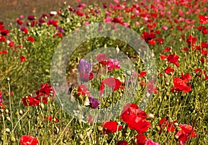 Field of Poppies