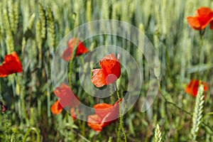 Field with poppies