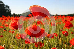 Field with poppies