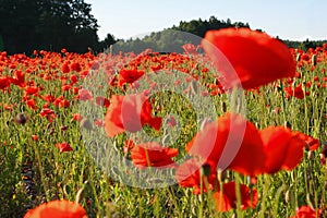 Field with poppies