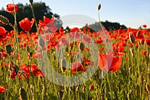 Field with poppies