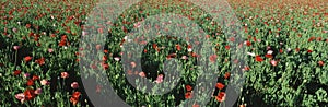 Field of poppies