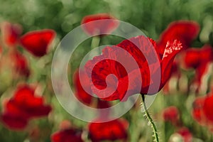 Field of poppies