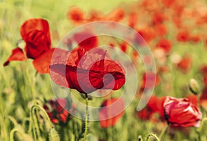 Field of poppies