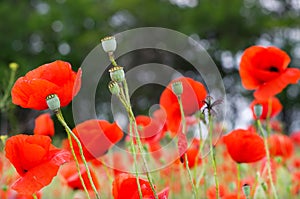 Field with poppies