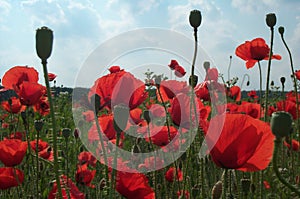 Field of poppies 3 photo