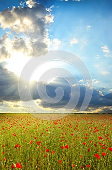 Field with poppies