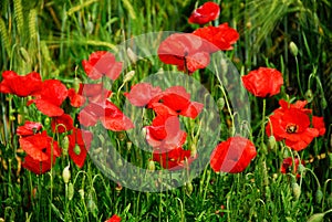 Field of poppies