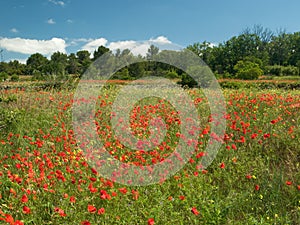 Field of poppies