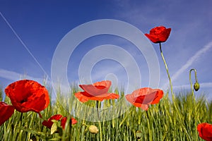 FIELD OF POPPIES