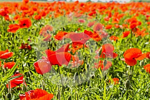 Field of poppies.