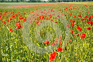 Field of poppies