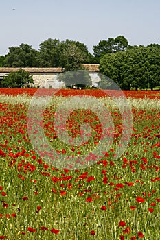 A field of poppies in ArdÃ¨che in France photo