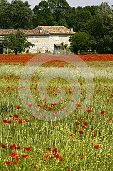 A field of poppies in ArdÃ¨che in France photo