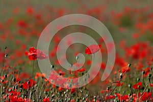 Field of poppies background