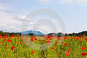 Field of poppies on the background of the mountains and sky