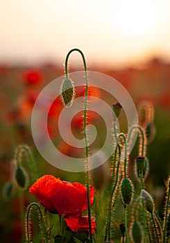 Field of poppies. Background for postcards. Nature in the summer. Sunset sun. Red poppies. Buds of wildflowers and garden flowers