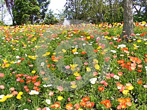 Field of Poppies