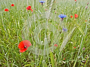 Field with poppies, cornflowers, spikelets and various spring grass