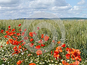 Field of poppies and wheat in the Champagne region of France