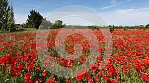 Field of poppies in Luberon - France