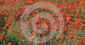 Field of poppies and medicago, Provence, Luberon, Vaucluse, France