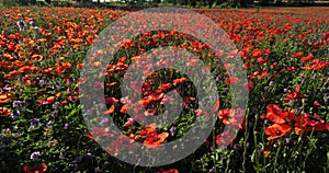 Field of poppies and medicago, Provence, Luberon, Vaucluse, France