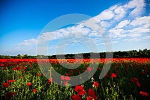 Field of poppies, nature, blue sky, joie de vivre