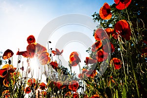 Field of poppies, nature, blue sky, joie de vivre photo