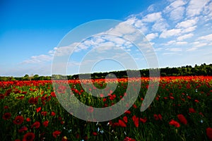 Field of poppies, nature, blue sky, joie de vivre photo