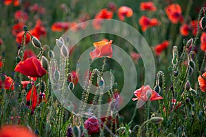 Field of poppies. Nature summer wild flowers. Red flower poppies plant. Buds of wildflowers. Poppy blossom background