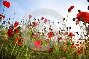 Field of poppies. Nature summer wild flowers. Red flower poppies plant. Buds of wildflowers. Poppy blossom background