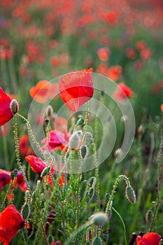 Field of poppies. Nature summer wild flowers. Red flower poppies plant. Buds of wildflowers. Poppy blossom background