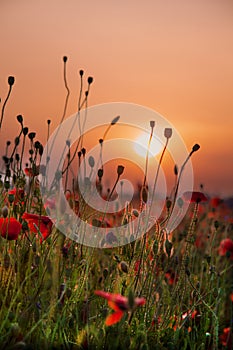 Field of poppies. Nature summer wild flowers. Red flower poppies plant. Buds of wildflowers. Poppy blossom background