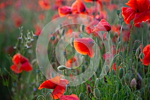 Field of poppies. Nature summer wild flowers. Red flower poppies plant. Buds of wildflowers. Poppy blossom background