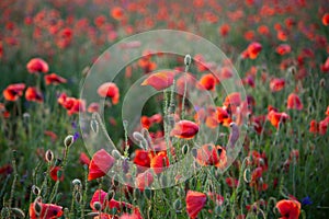 Field of poppies. Nature summer wild flowers. Red flower poppies plant. Buds of wildflowers. Poppy blossom background