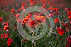 Field of poppies. Nature summer wild flowers. Red flower poppies plant. Buds of wildflowers. Poppy blossom background