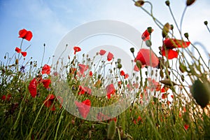 Field of poppies. Nature summer wild flowers. Red flower poppies plant. Buds of wildflowers. Poppy blossom background