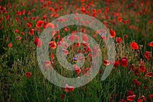 Field of poppies. Nature summer wild flowers. Red flower poppies plant. Buds of wildflowers. Poppy blossom background