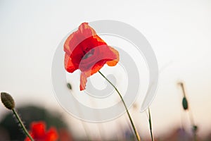 Field of poppies. Nature summer wild flowers. Red flower poppies plant. Buds of wildflowers. Poppy blossom background