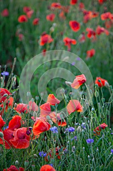 Field of poppies. Nature summer wild flowers. Red flower poppies plant. Buds of wildflowers. Poppy blossom background