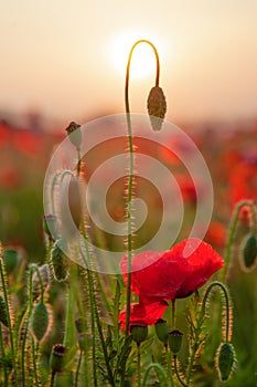 Field of poppies. Nature summer wild flowers. Red flower poppies plant. Buds of wildflowers. Poppy blossom background