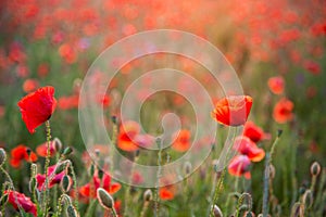 Field of poppies. Nature summer wild flowers. Red flower poppies plant. Buds of wildflowers. Poppy blossom background