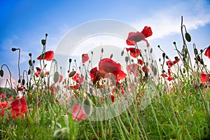 Field of poppies. Nature summer wild flowers. Red flower poppies plant. Buds of wildflowers. Poppy blossom background
